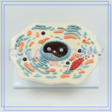 PNT-0815 enlarged 20000 times animal cell model